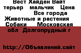 Вест Хайден Вайт терьер - мальчик › Цена ­ 35 000 - Все города Животные и растения » Собаки   . Московская обл.,Долгопрудный г.